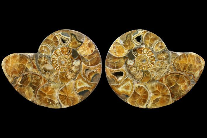 Honey-Orange Ammonite (Argonauticeras) - Befandriana, Madagascar #113123